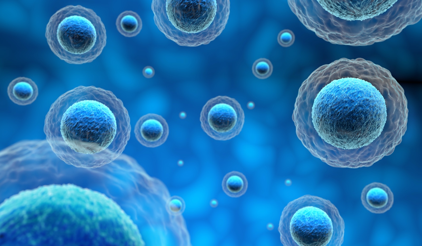 Human stem cells under the microscope